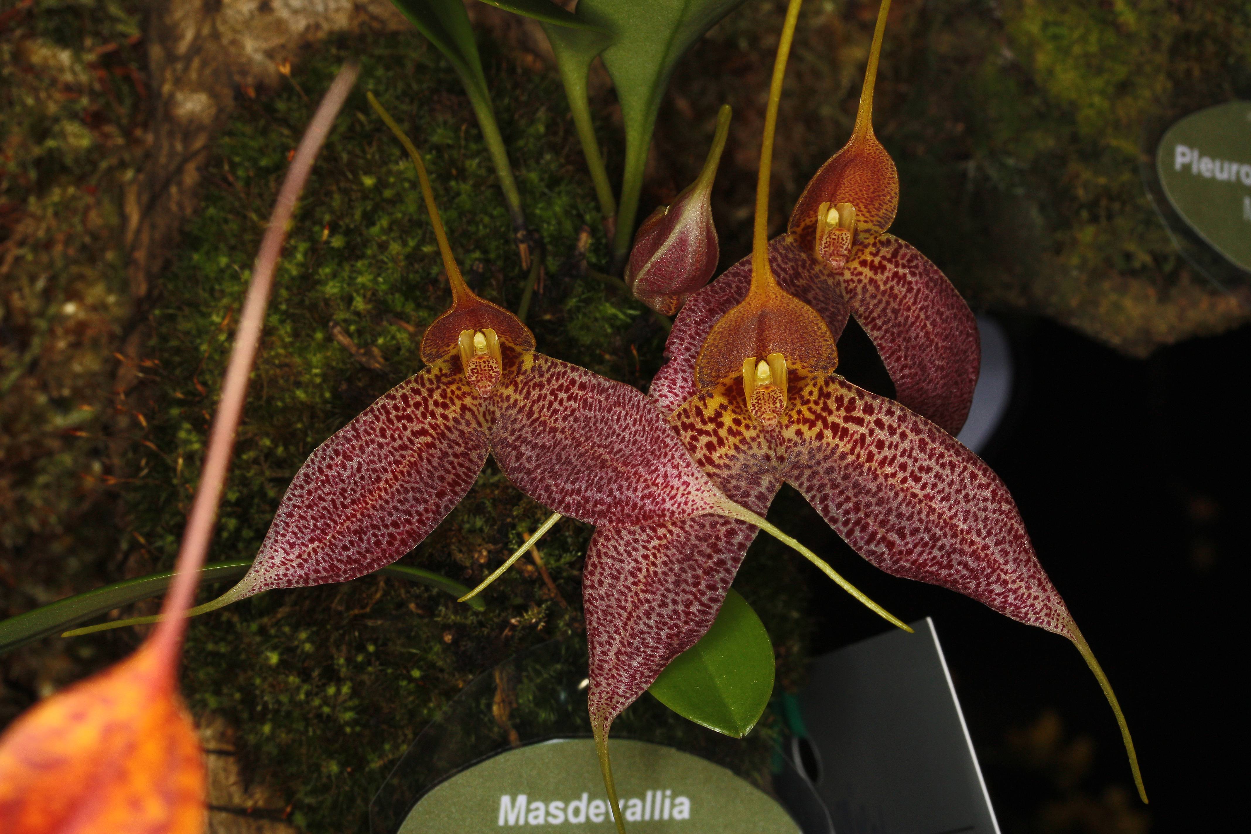 20190920183631_20190917213424_masdevallia-decumana_22343022090_o.jpg