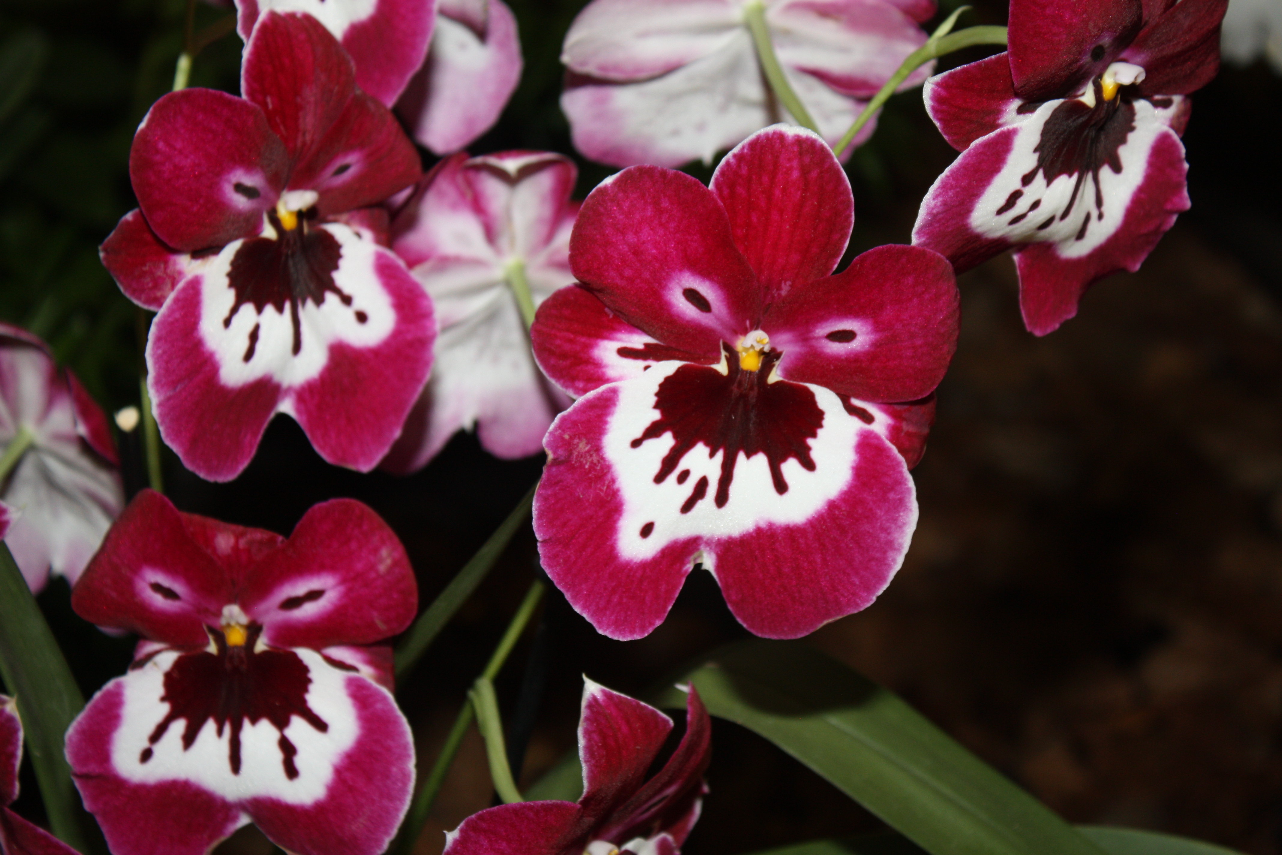 20190920183631_20190917213424_miltoniopsis-maui-smiles_31578926836_o.jpg