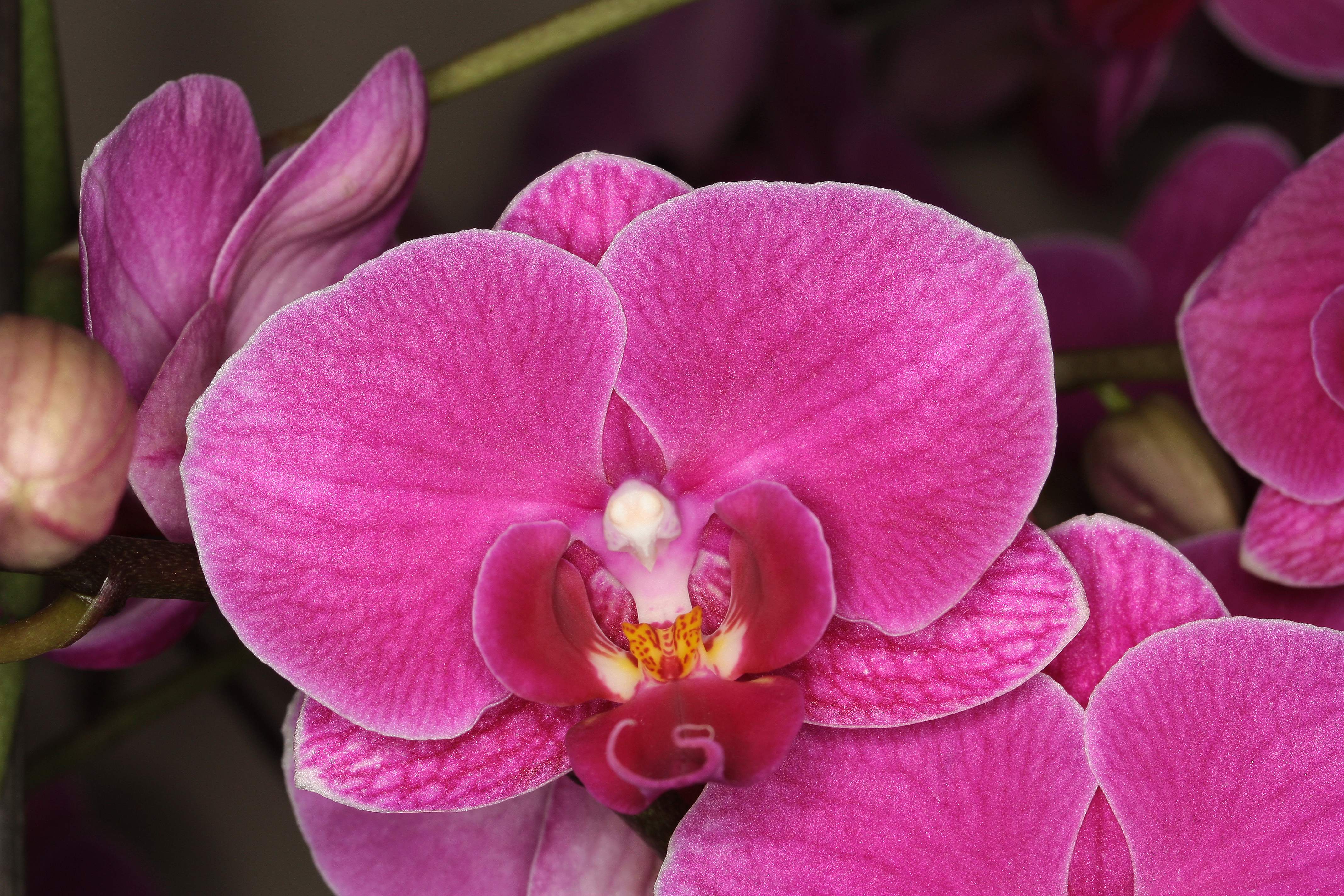 20190920183631_20190917213424_phalaenopsis-gaby-albrecht_22343077598_o.jpg